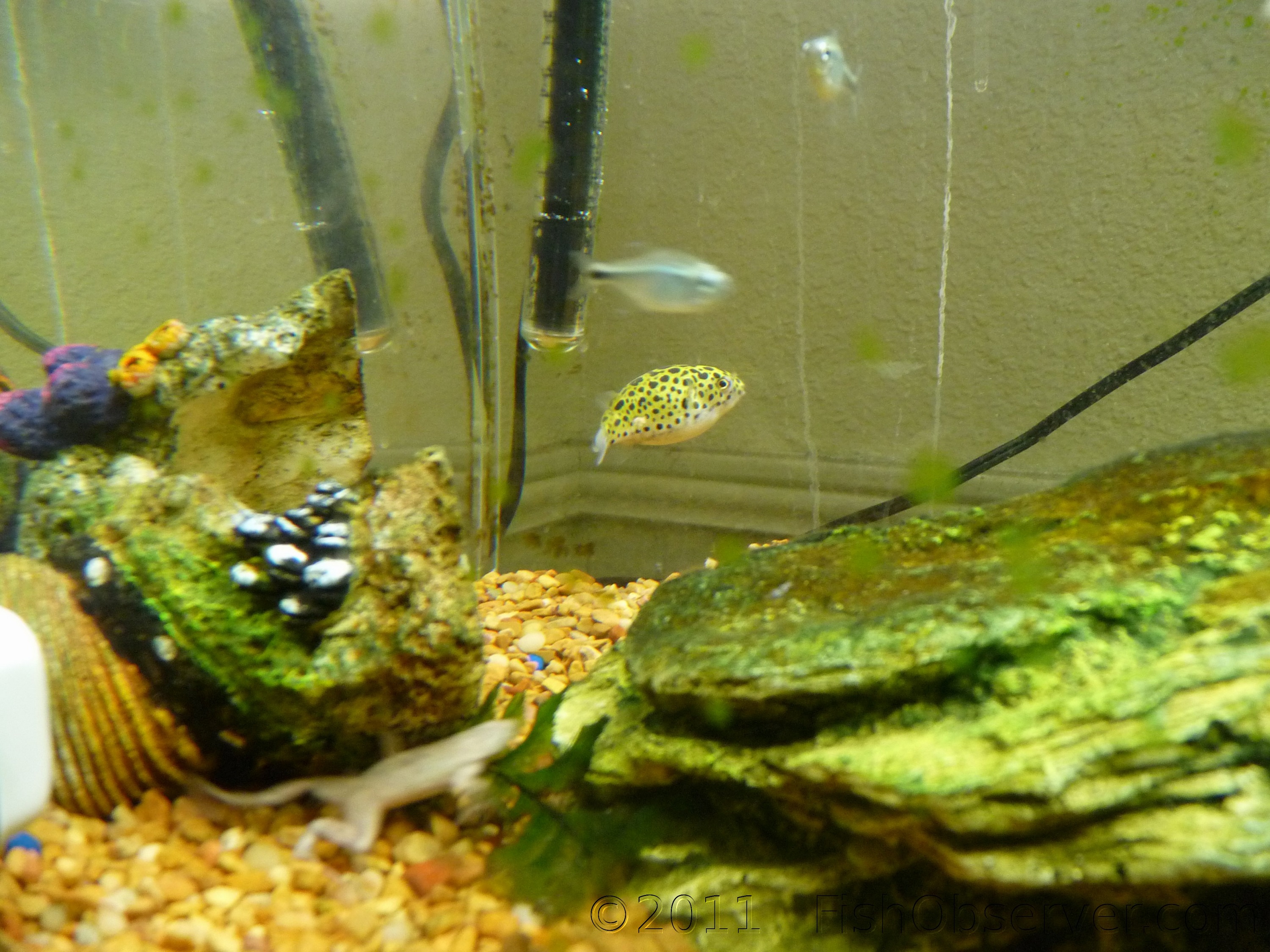 Green Spotted Puffer In Aquarium Wallpaper - Aquarium - HD Wallpaper 
