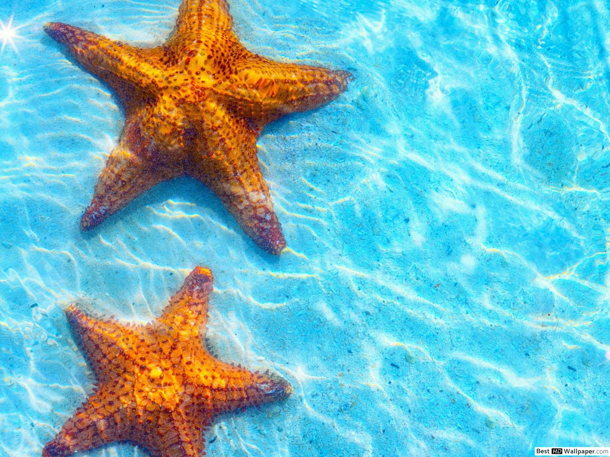 Star Fish In The Water Wallpaper Download Jpg Fish - Fundo Imagens Do Mar - HD Wallpaper 