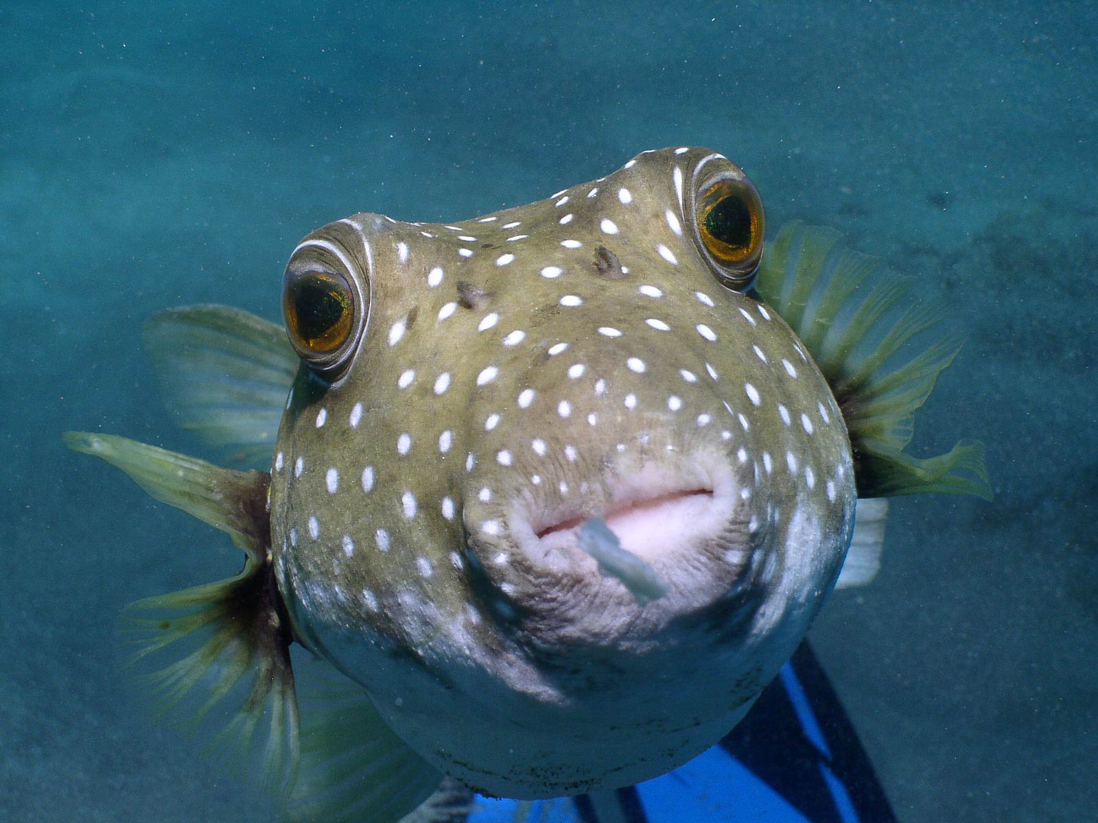 Free Puffer Wallpaper Wallpapers Download - Hawaiian Puffer Fish - HD Wallpaper 