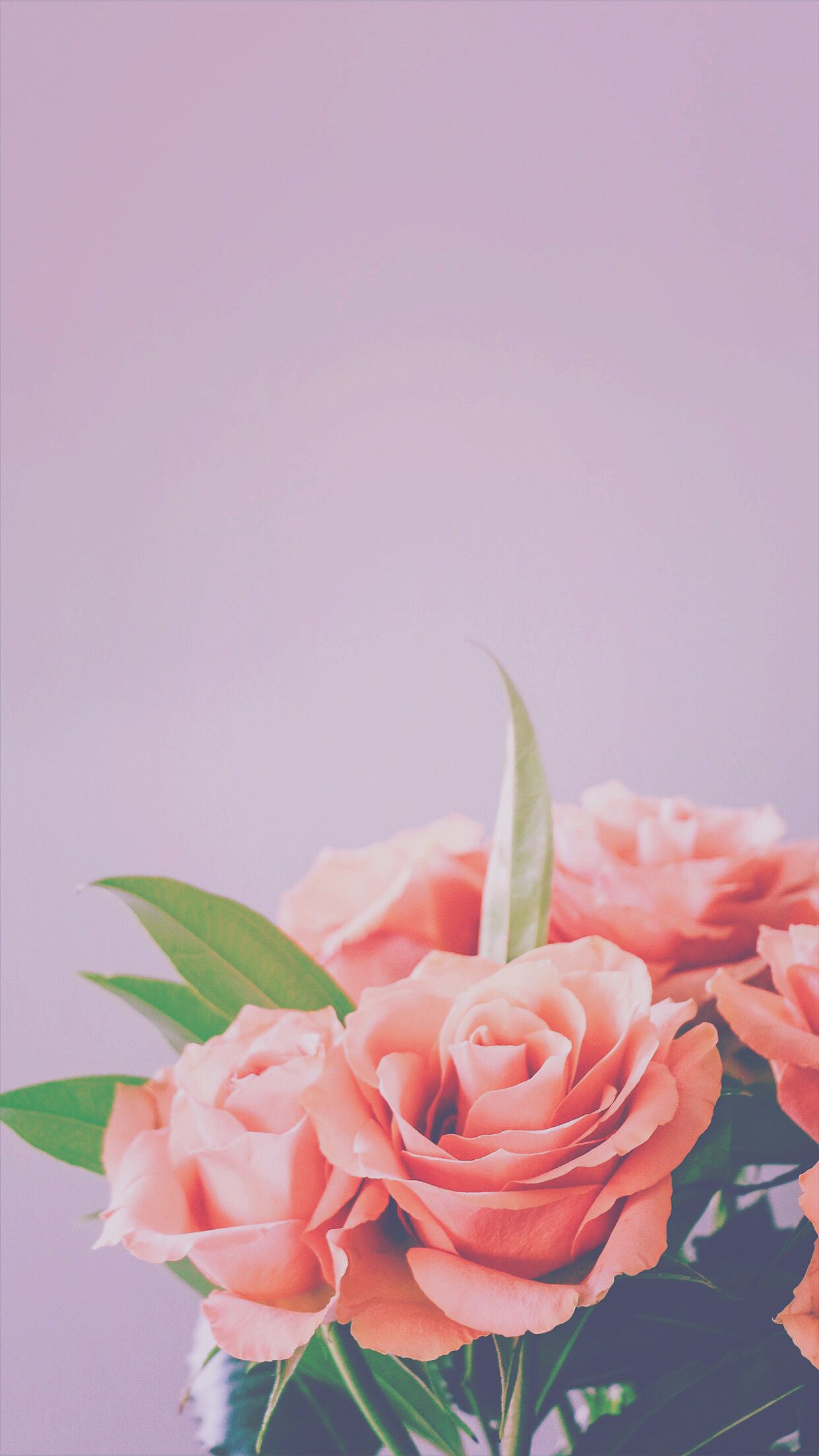 Iphone 6 Rosa Sfondi - HD Wallpaper 