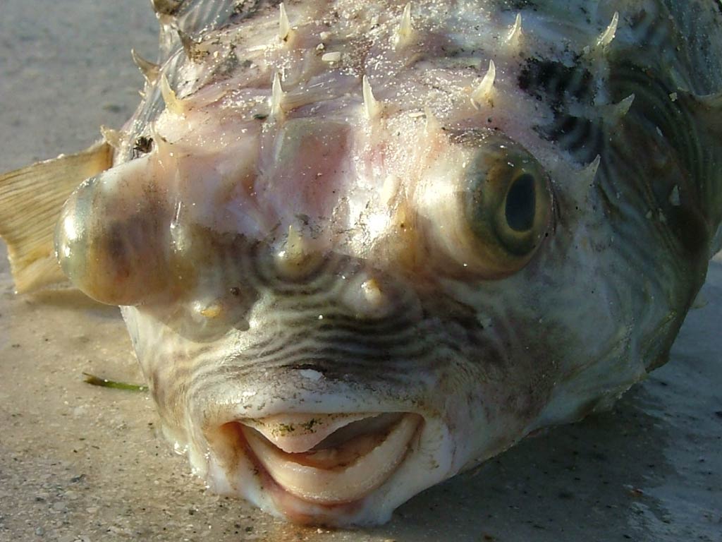 Free Puffer Wallpaper Wallpapers And Background - Puffer Fish - HD Wallpaper 