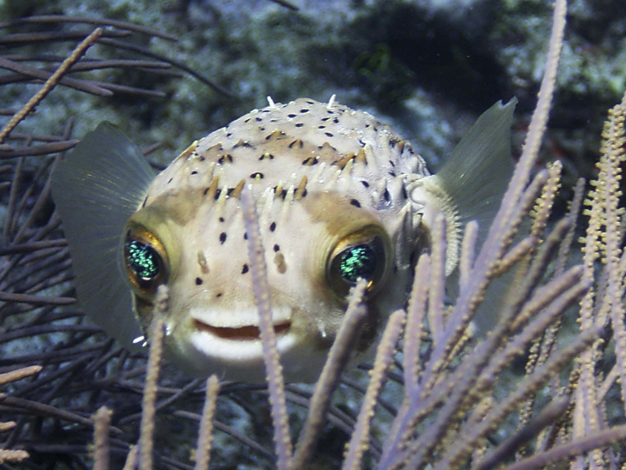 Porcupine Fishes - HD Wallpaper 