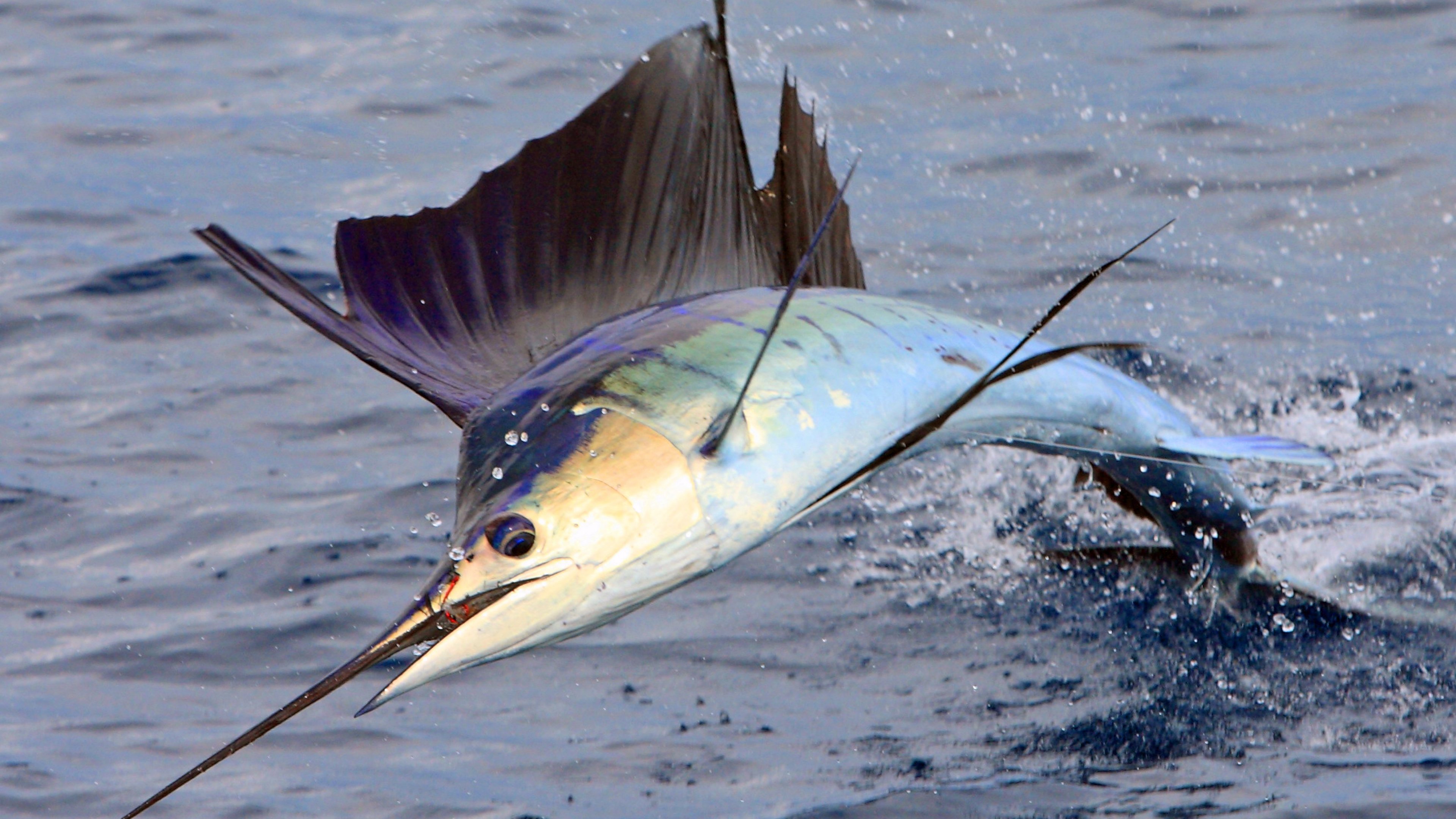 Peixe Espada - HD Wallpaper 