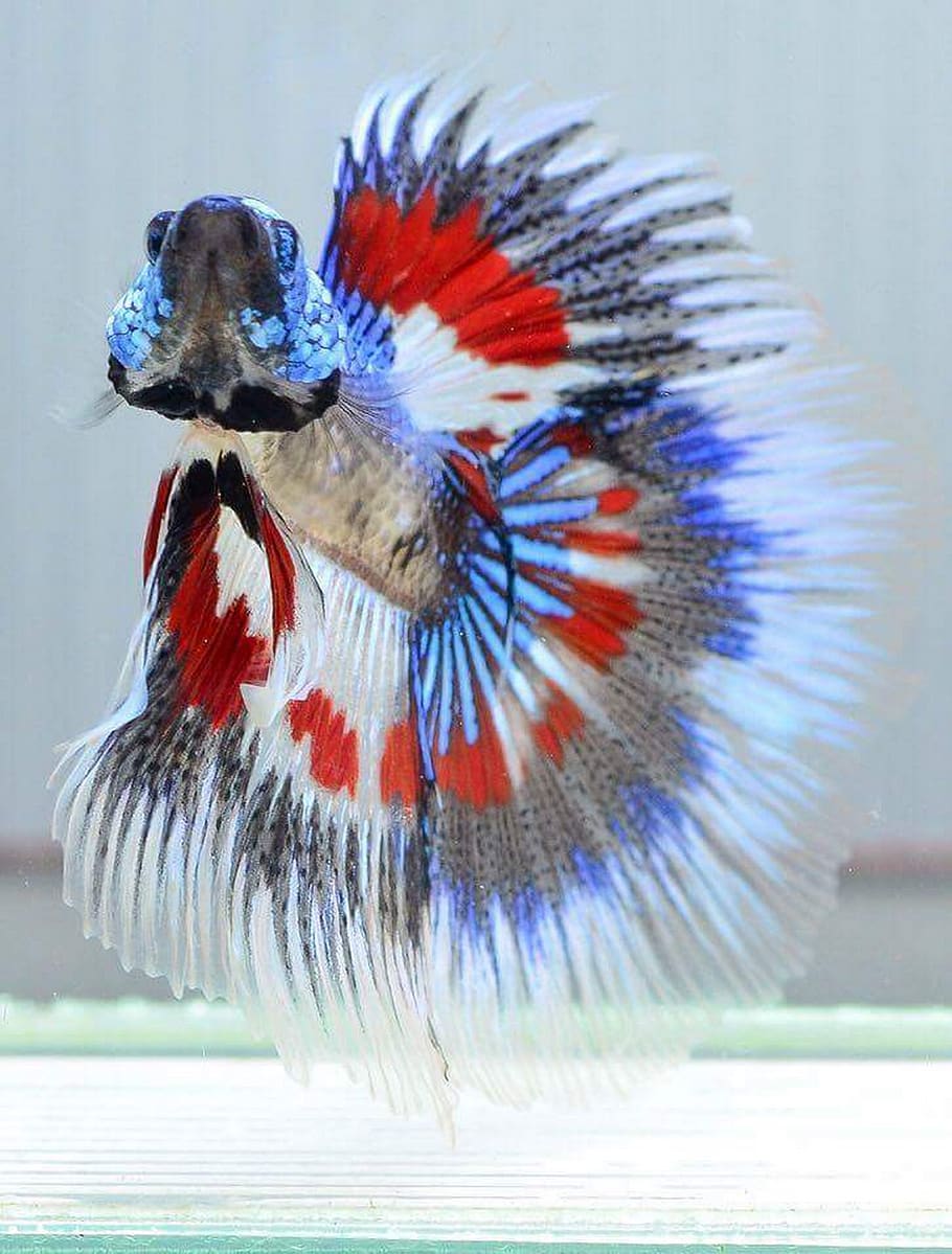 Siamese Fighting Fish, Plakad, Betta, Fish Thailand, - Siamese Fighting Fish - HD Wallpaper 