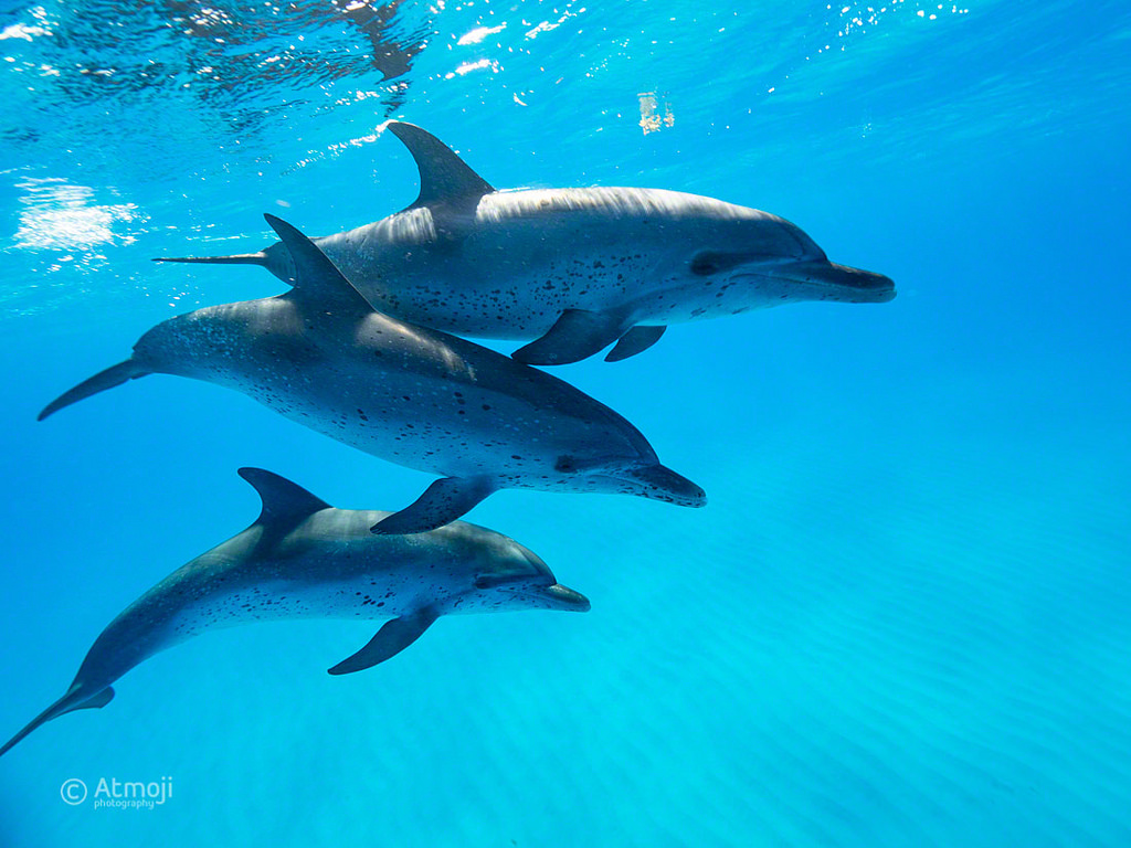 Common Bottlenose Dolphin - HD Wallpaper 