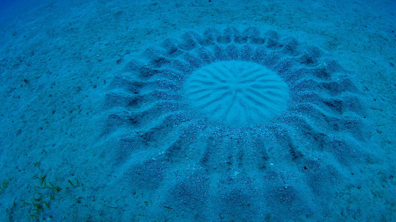 Sand Pattern Made By A Pufferfish Near Amami Ōshima, - アマミ ホシゾラ フグ の 巣 - HD Wallpaper 
