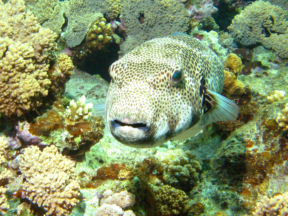 Puffer Fish Virgin Islands - HD Wallpaper 