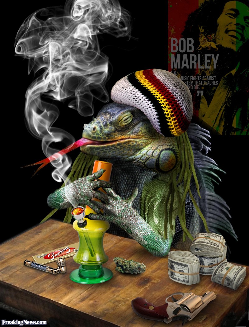 Iguana Smoking Marijuana - Weed Funny - HD Wallpaper 