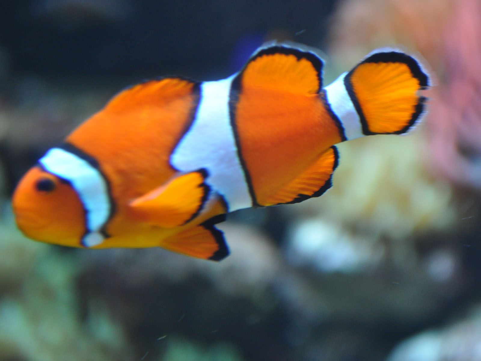 Clown Fish Images - HD Wallpaper 