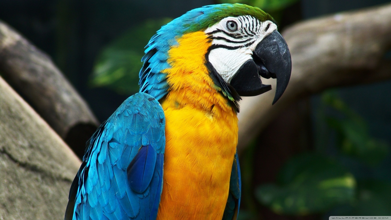 Colorful Parrot Hd - HD Wallpaper 