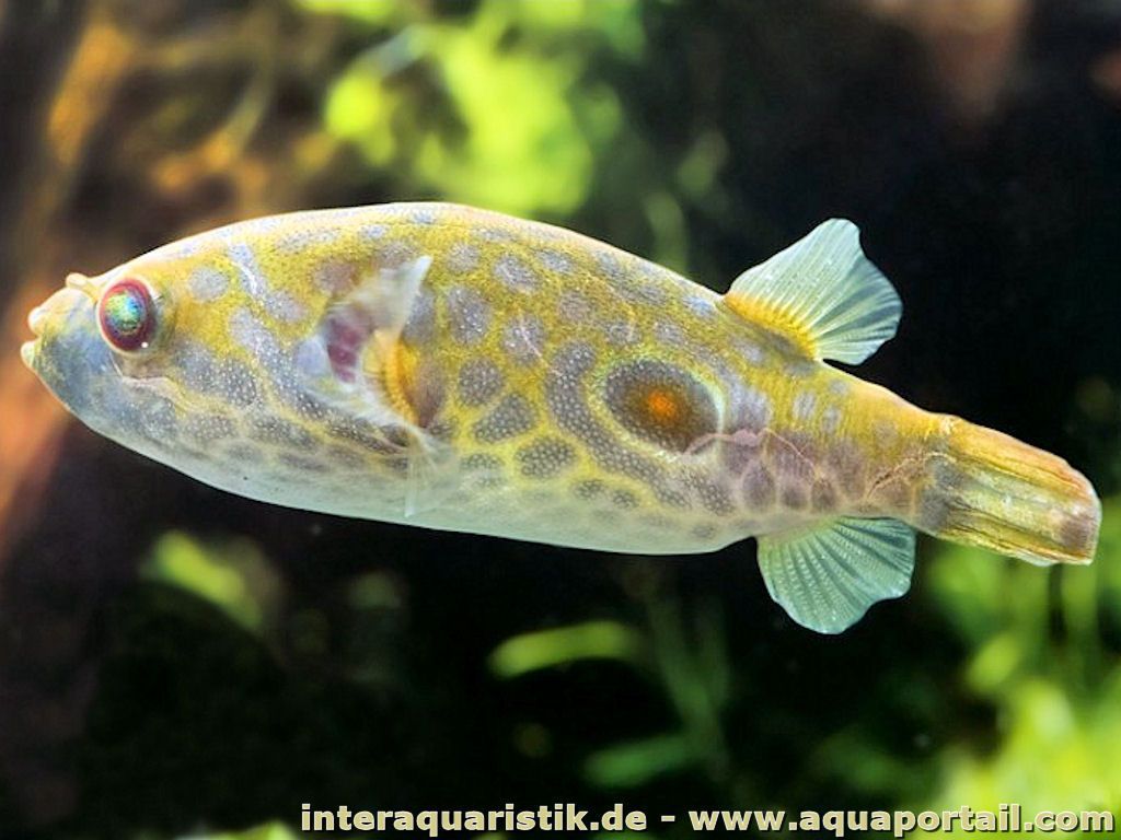 Pao 
species - Brackish Puffer Fish - HD Wallpaper 
