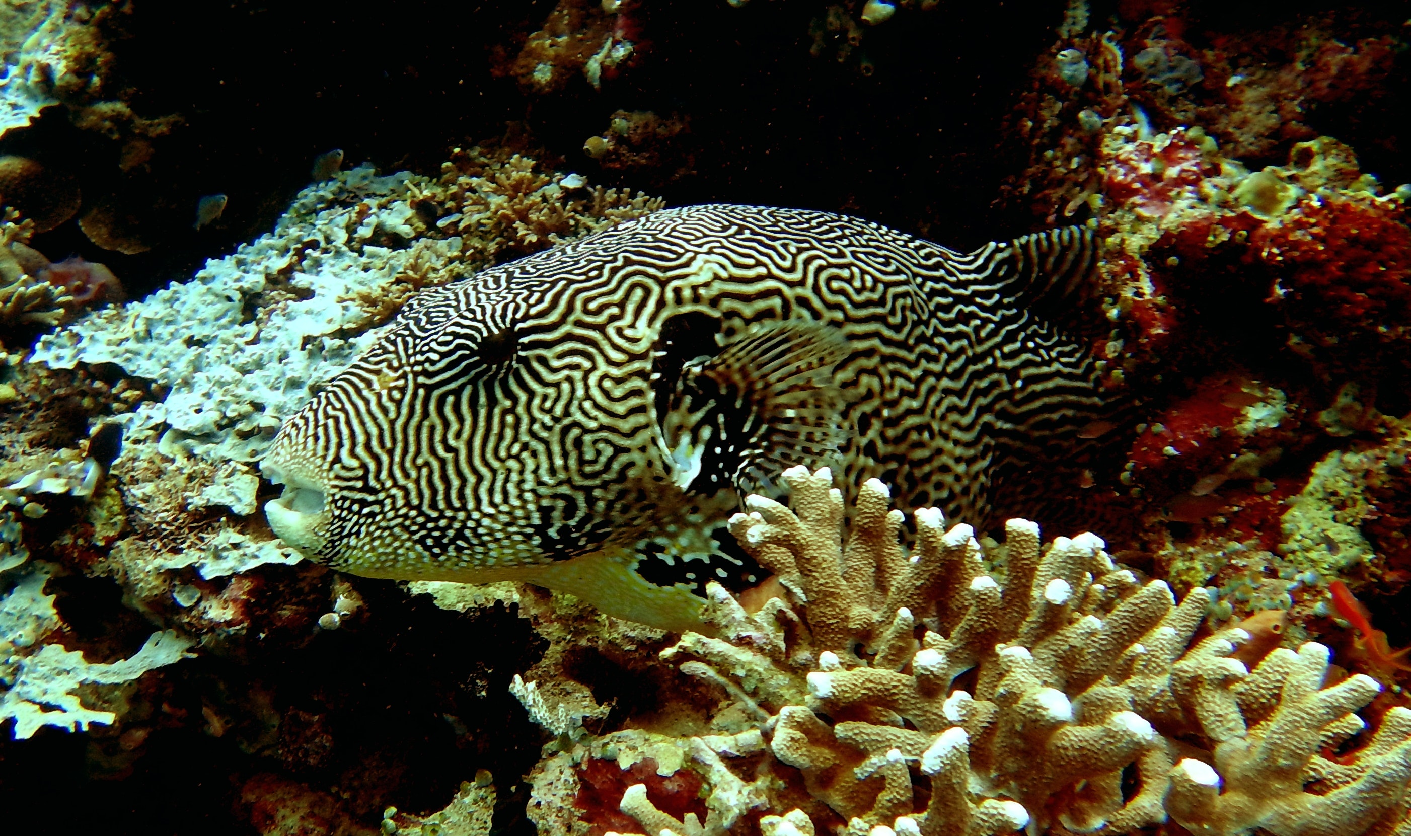 Underwater - HD Wallpaper 