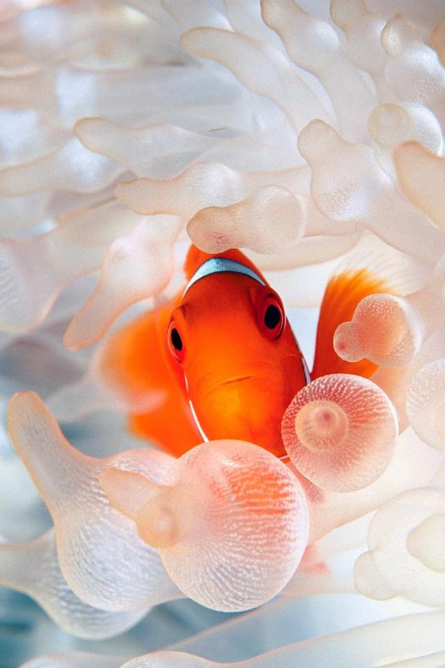 Clown Fish - Clown Fish Wallpaper Iphone X - HD Wallpaper 