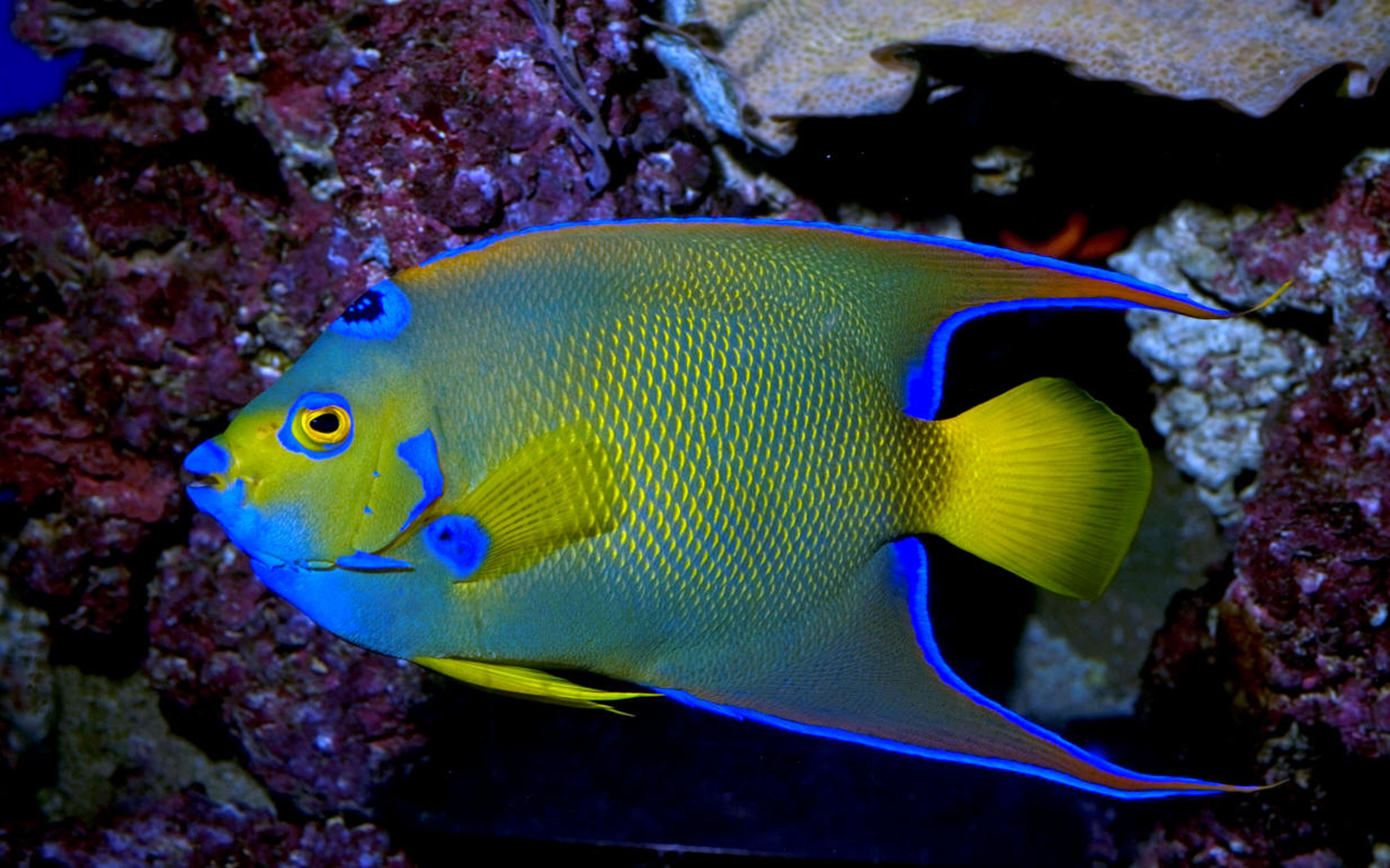 Angel Fish Photo Download - HD Wallpaper 