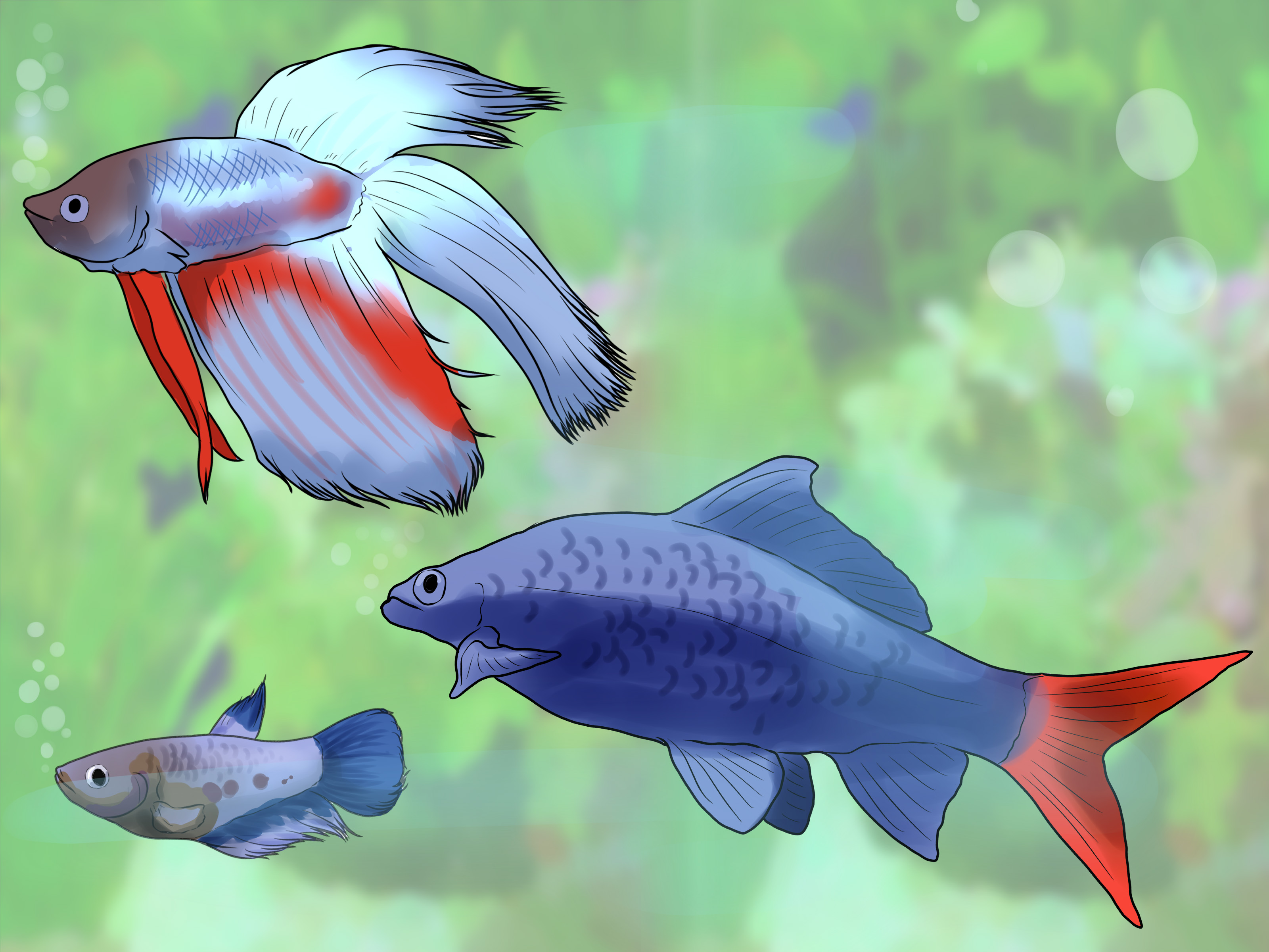 Image Titled Know Which Fish To Put Together In A Tank Fish To Put In