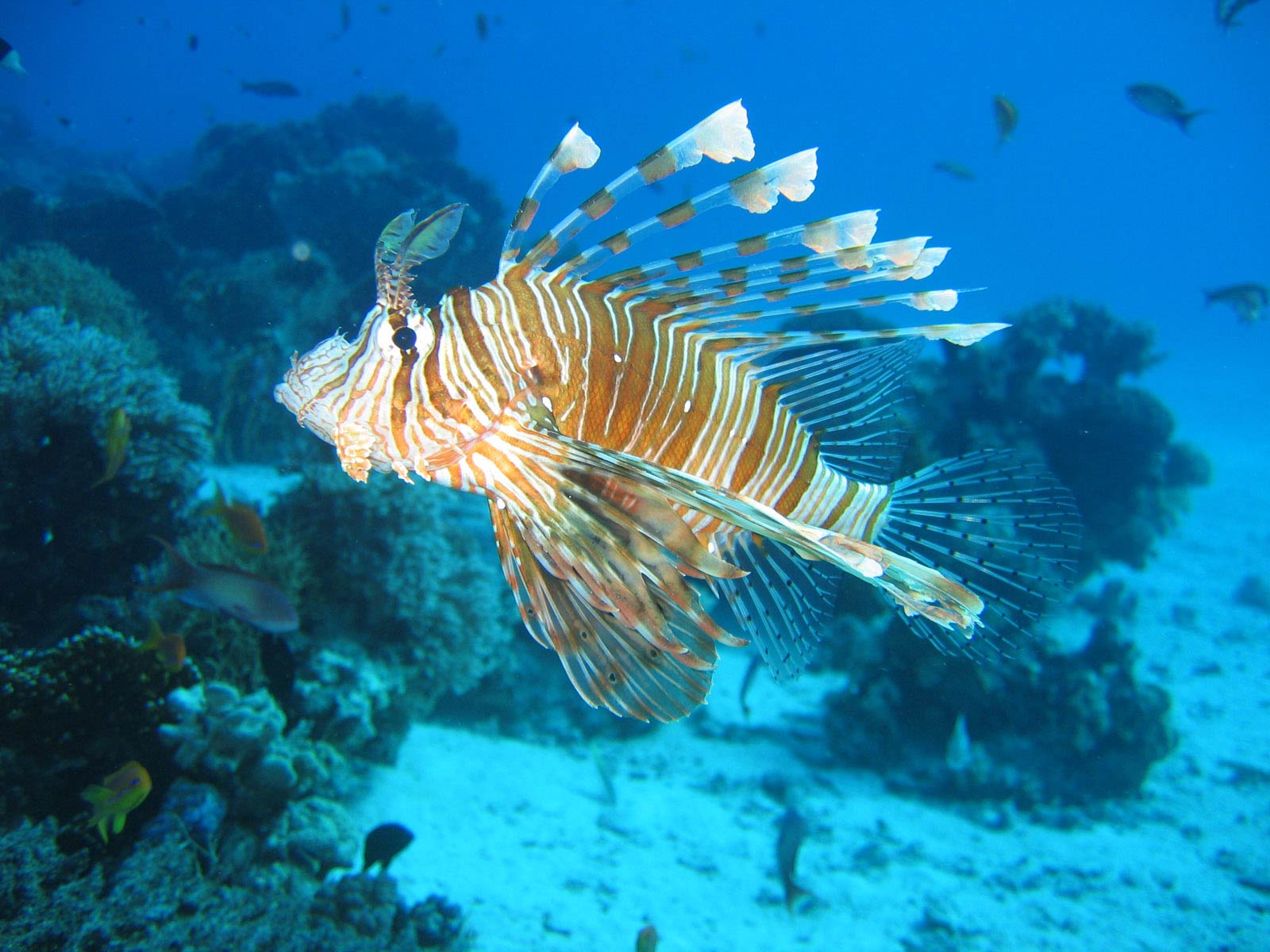 Free Lionfish Desktop Wallpaper Wallpapers Desktop - Jamaica Scuba Diving - HD Wallpaper 