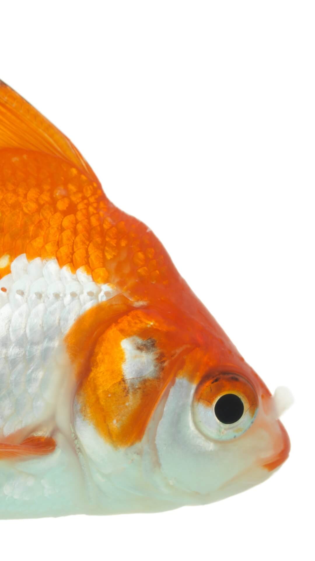 Gold Fish Iphone 7 Wallpapers Free Download - Live Goldfish Wallpaper Iphone - HD Wallpaper 