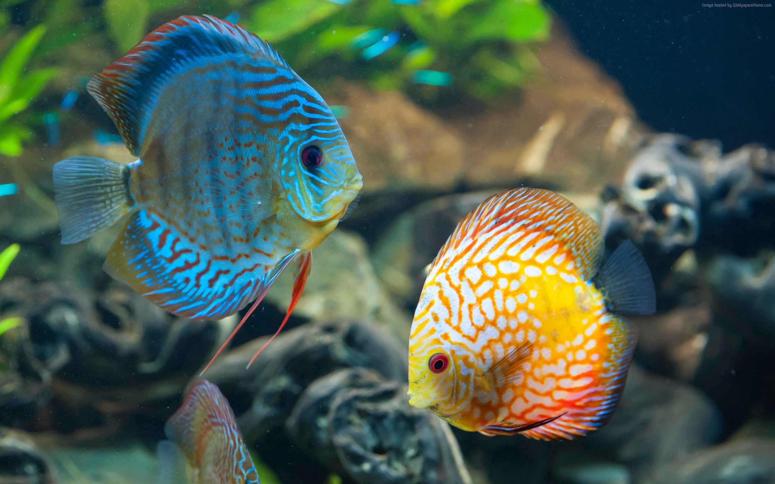 Fish Hd - Beautiful Fish In Water - HD Wallpaper 