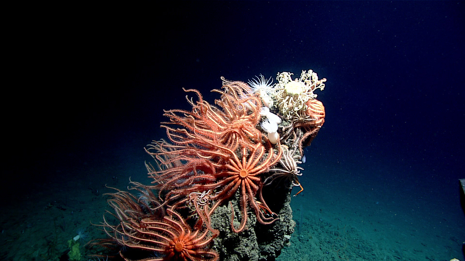 Deep Ocean Coral Reefs - HD Wallpaper 