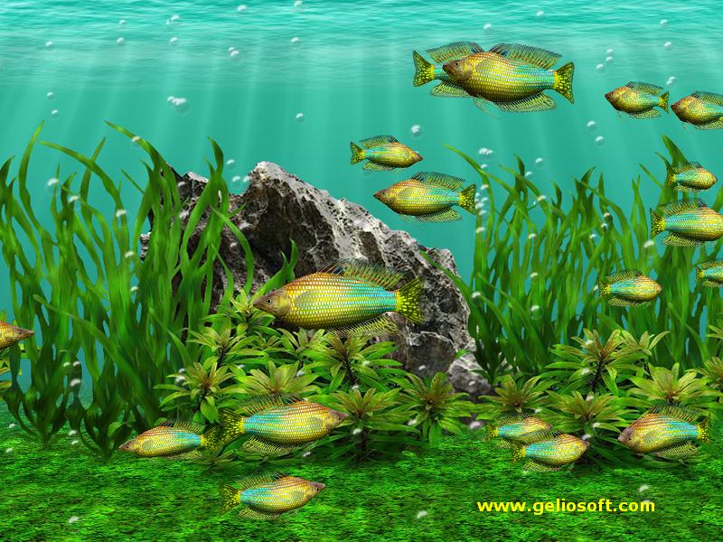 Moving Fish Screensavers Free Download - HD Wallpaper 