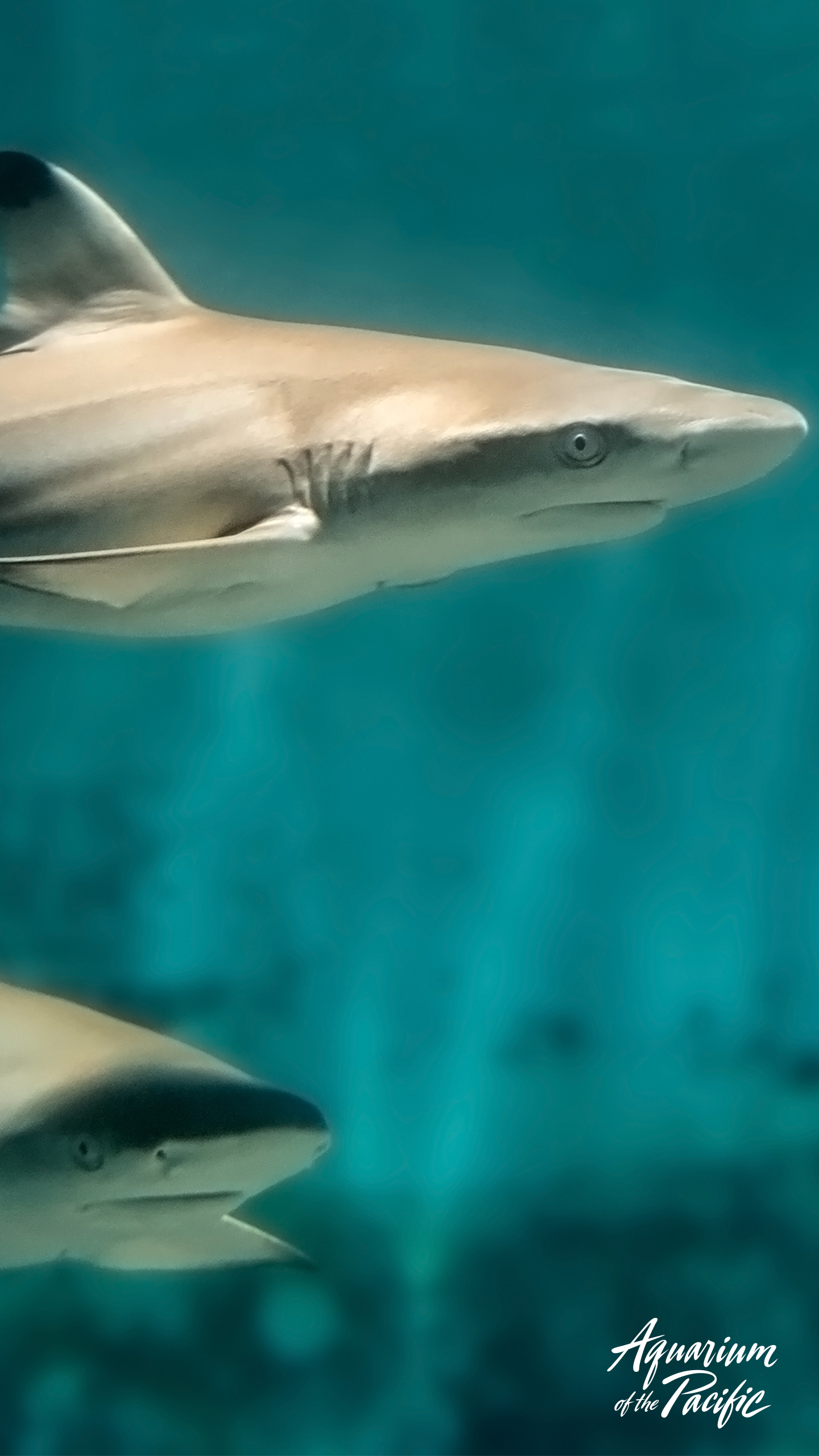 Blacktip Reef Shark - HD Wallpaper 