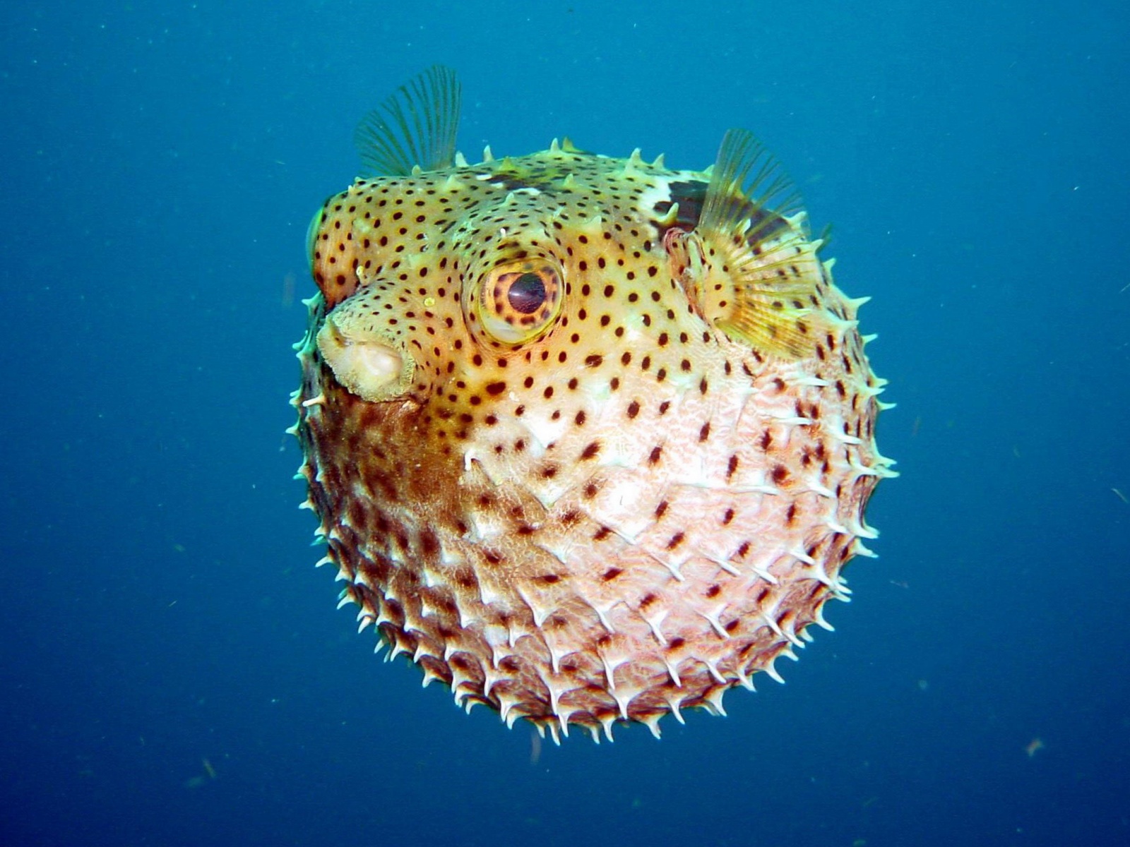 Puffer Fish Images - HD Wallpaper 