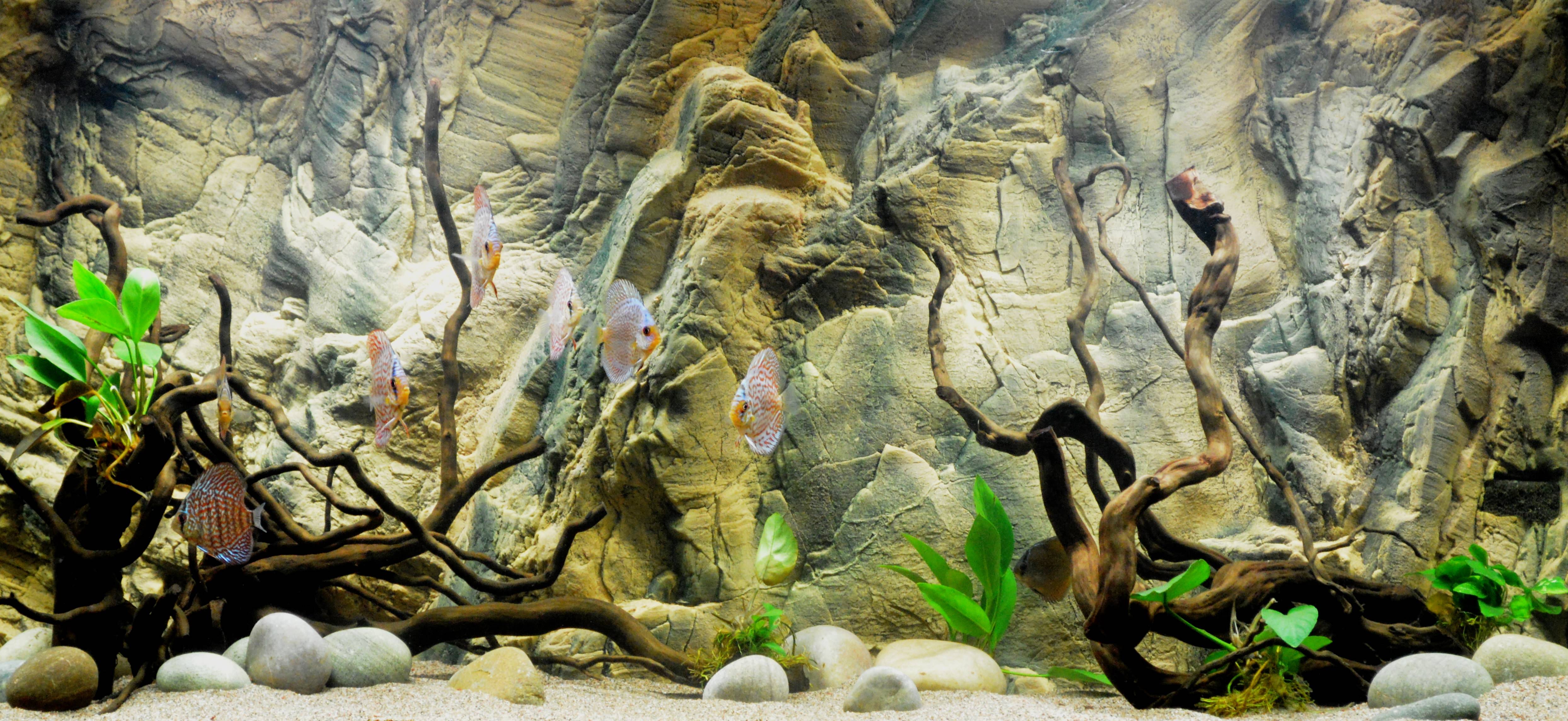 Aquarium Background 3d Wallpaper Image Num 7