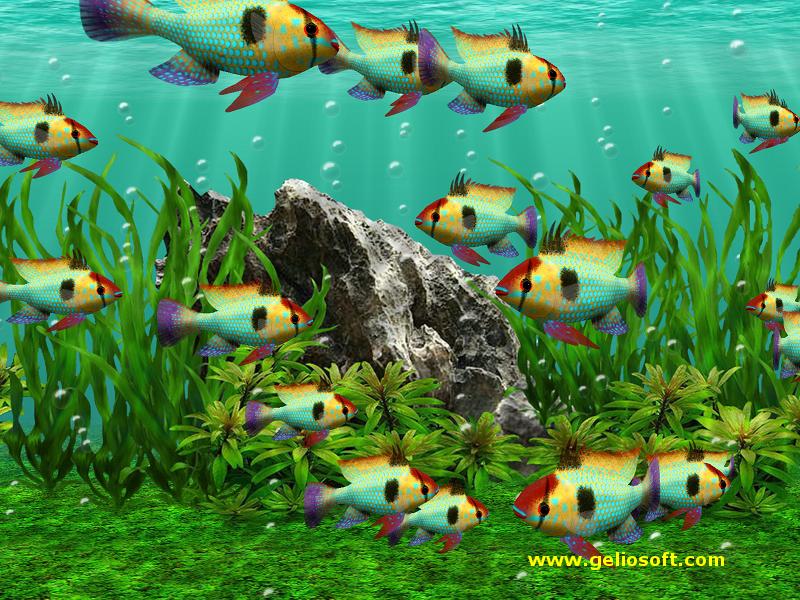 Fish - HD Wallpaper 