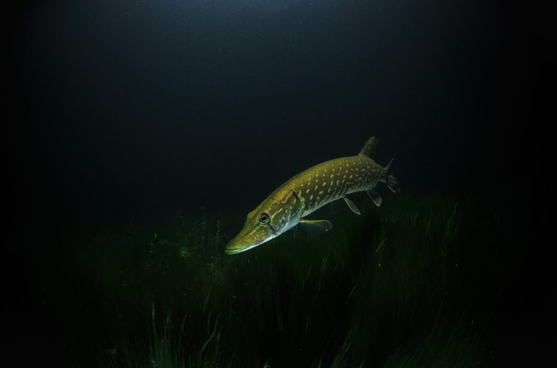 Peche Au Brochet A Parce De Seaux - HD Wallpaper 