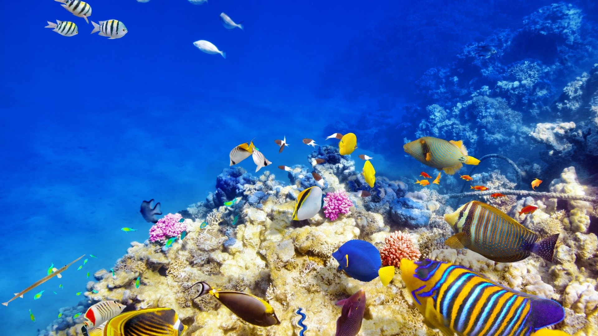 Underwater World Fish Corals Animals 3d Wallpaper For - Bright Fish In Ocean - HD Wallpaper 