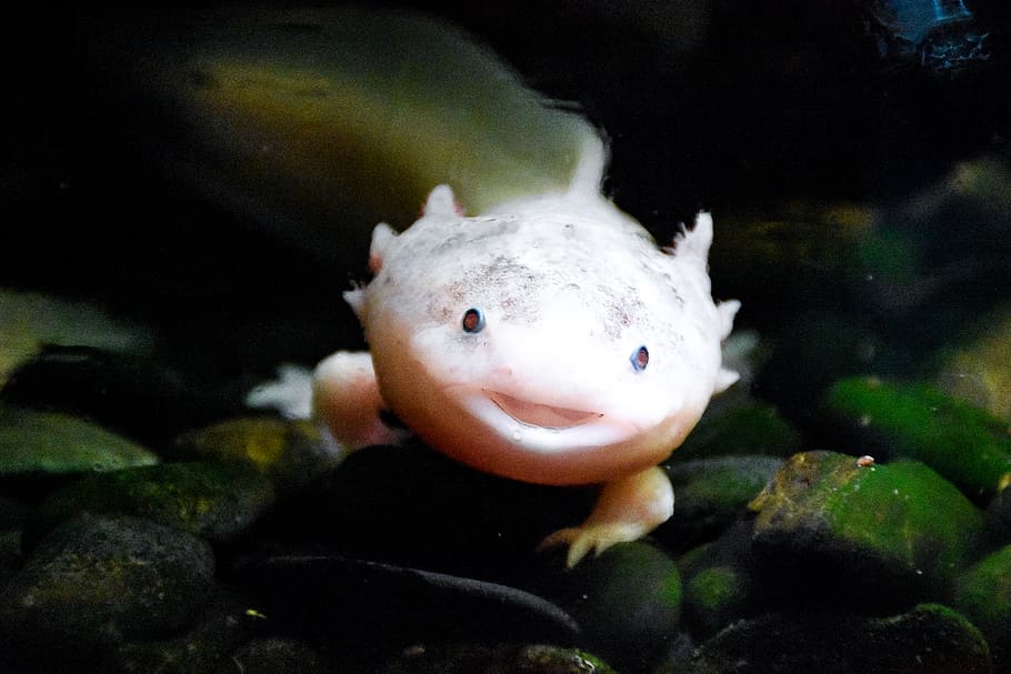 White Fish Under Water, Amphibian, Animal, Aquarium, - Axolotl Salamander - HD Wallpaper 