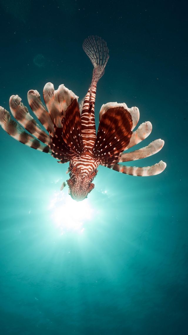 Lionfish, Fish, Red Sea, Underwater, Flying Fish - Red Sea Underwater Hd - HD Wallpaper 