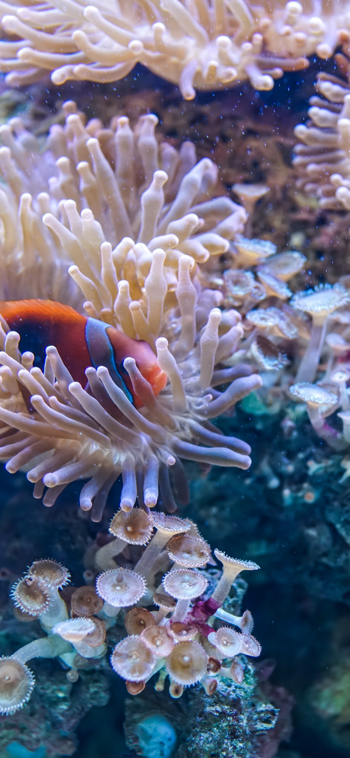 Coral, Underwater, Fish, Aquatic Life, Wallpaper - Underwater Ocean Coral Reef - HD Wallpaper 