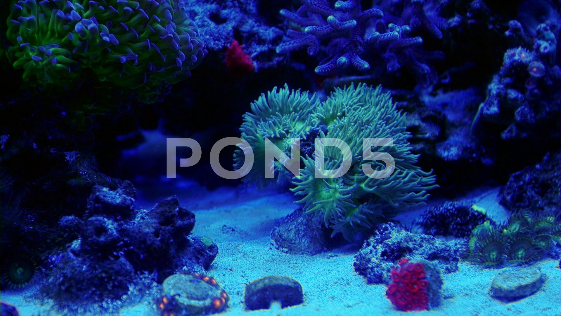 Coral Reef - HD Wallpaper 