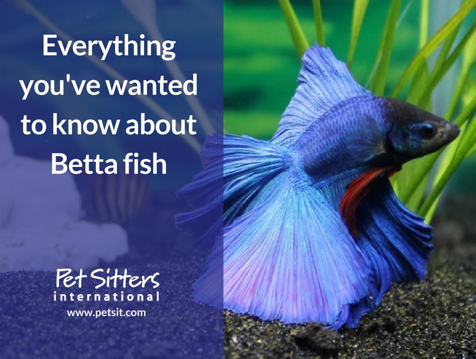 On This Page, We Link To Some Products You May Find - Betta Fish Facts - HD Wallpaper 