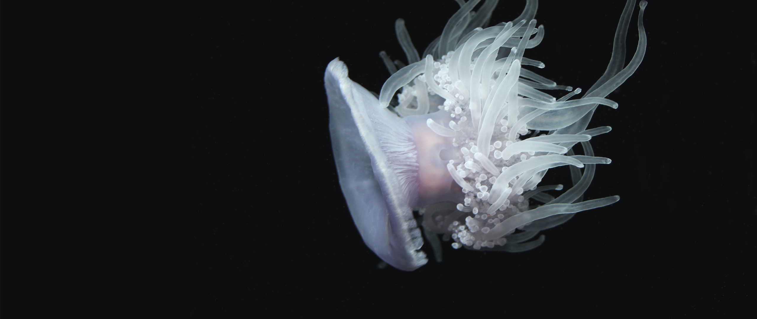 Wallpaper Jellyfish, Aquatic, Tentacles, Swim, Underwater - Медуза Белая - HD Wallpaper 