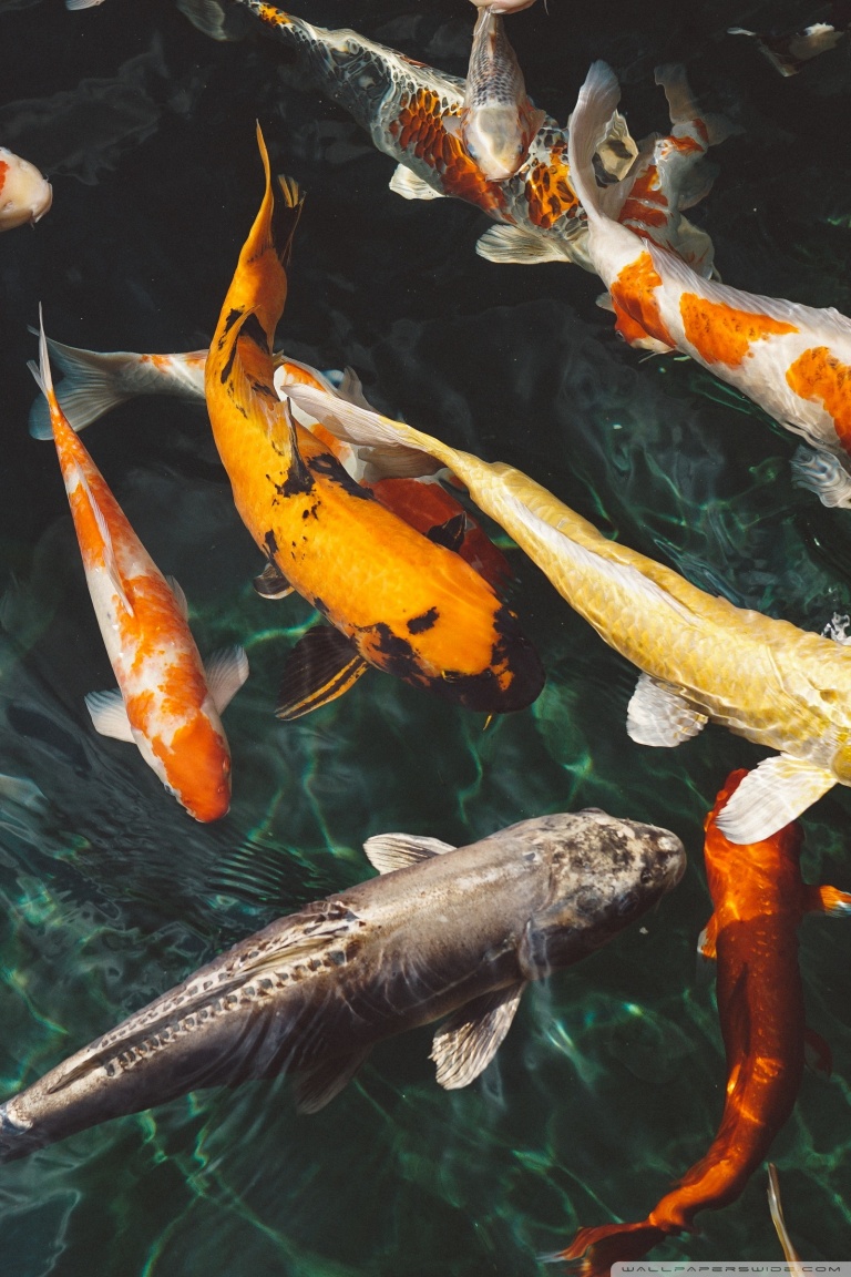 Koi Fish Wallpaper Hd Iphone - 768x1152 Wallpaper Koi Fish Wallpaper Hd Iphone - 768x1152 Wallpaper