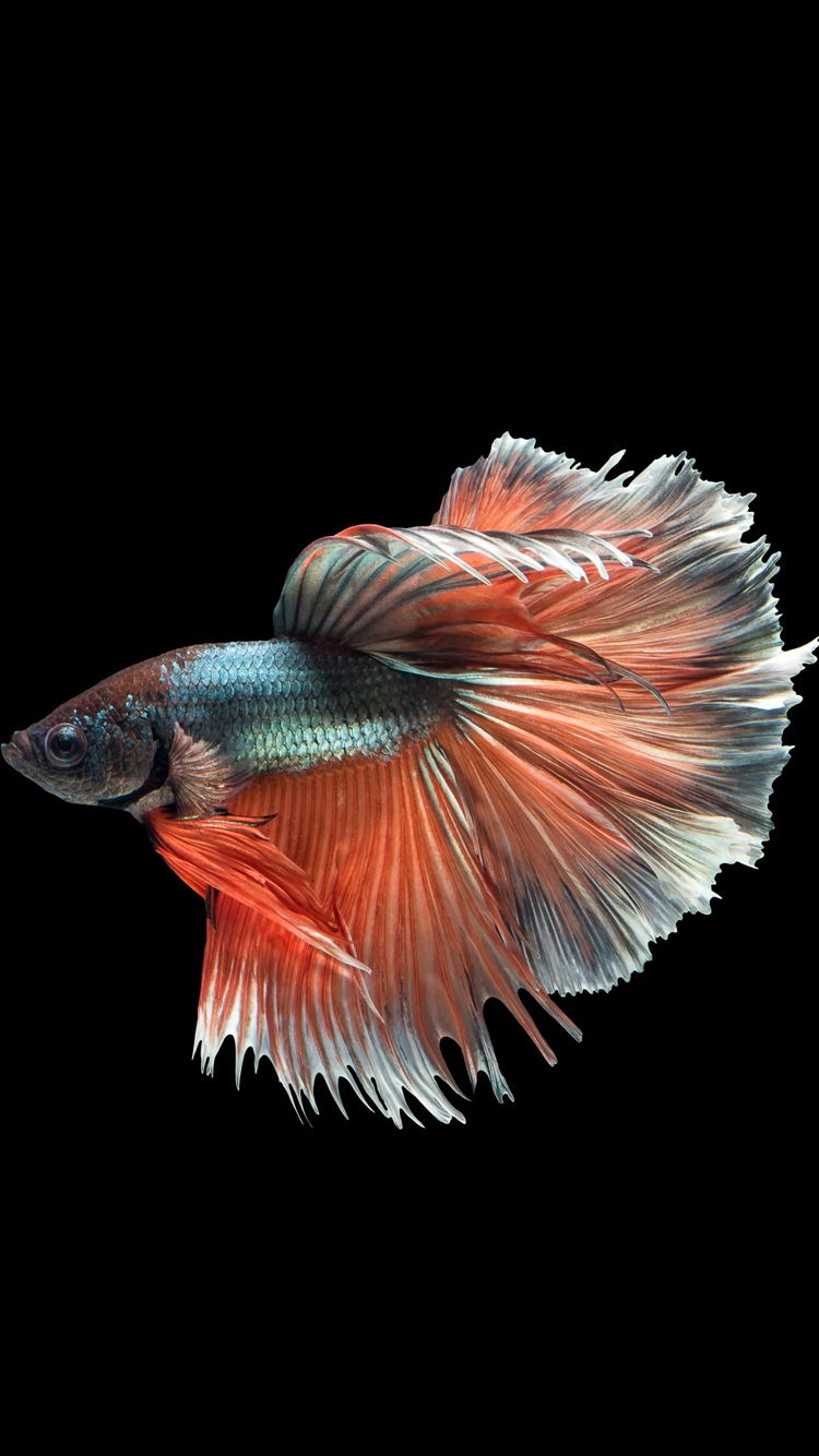 Betta Fish Wallpaper Download - HD Wallpaper 