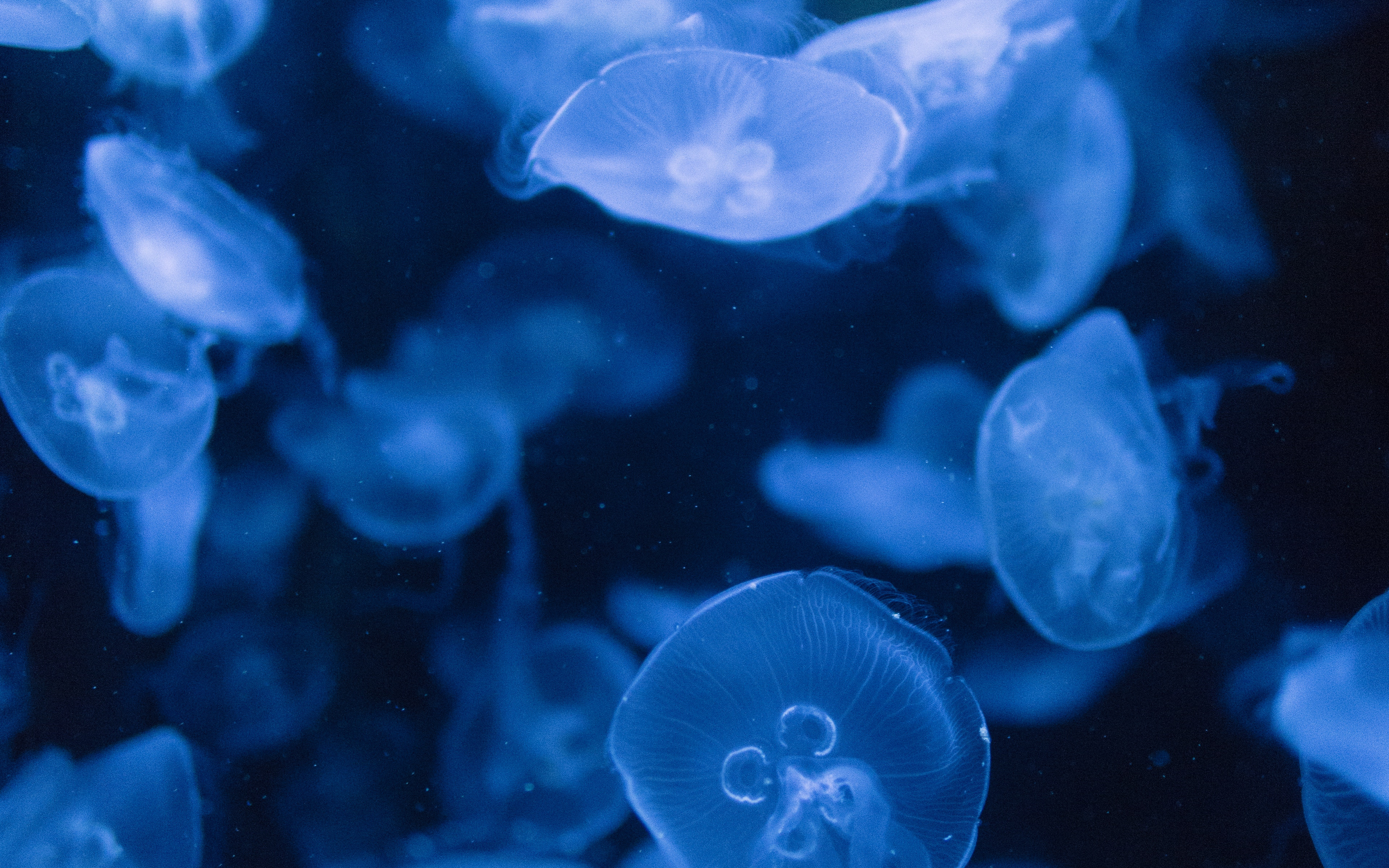 Jellyfish Iphone 8 Plus - HD Wallpaper 
