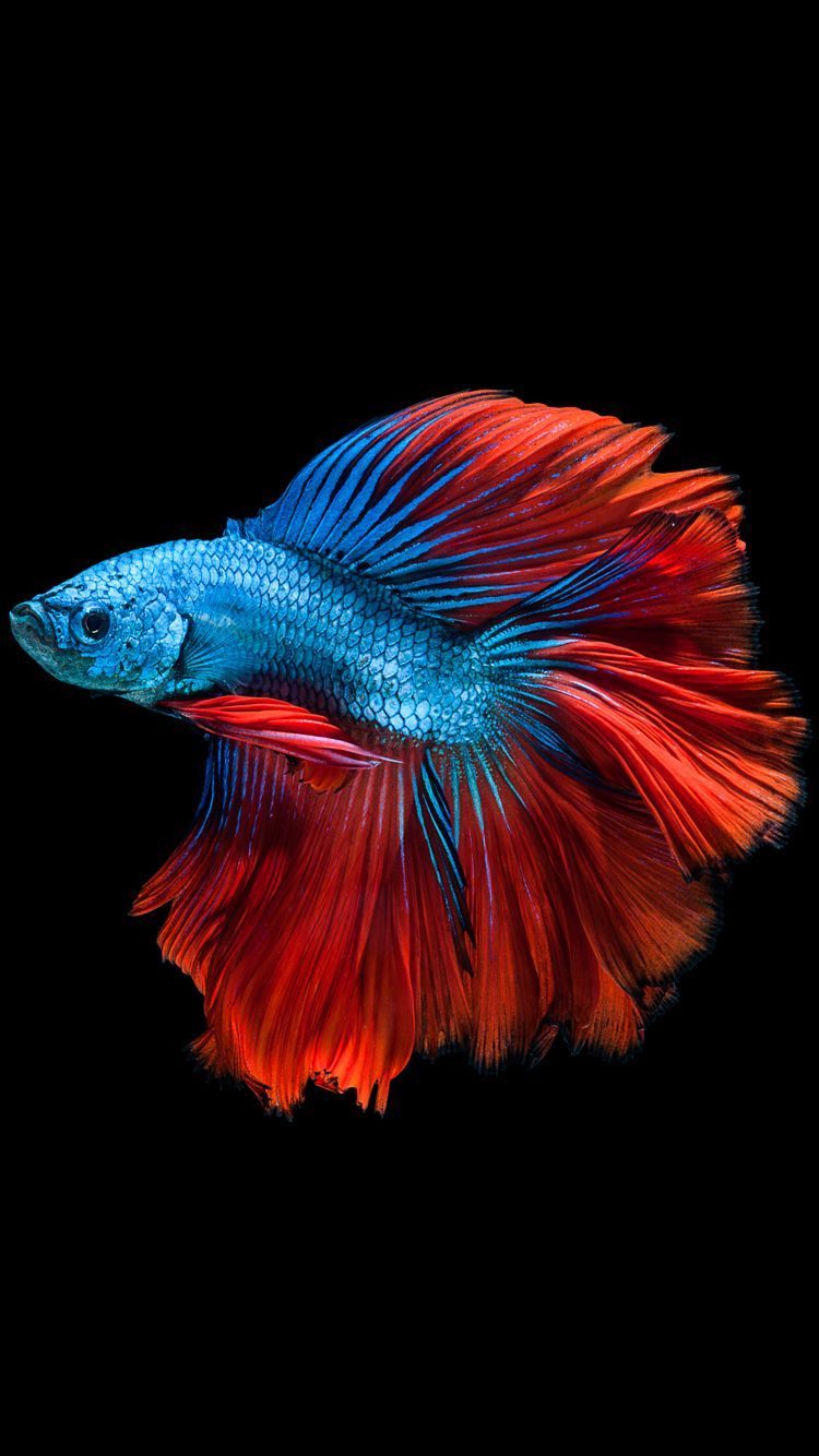 Worlds Most Beautiful Fish - HD Wallpaper 