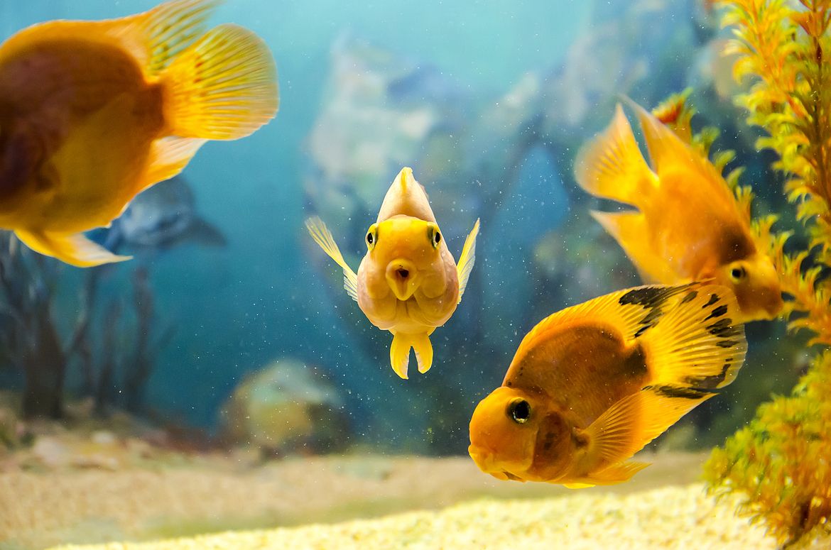Goldfish - HD Wallpaper 