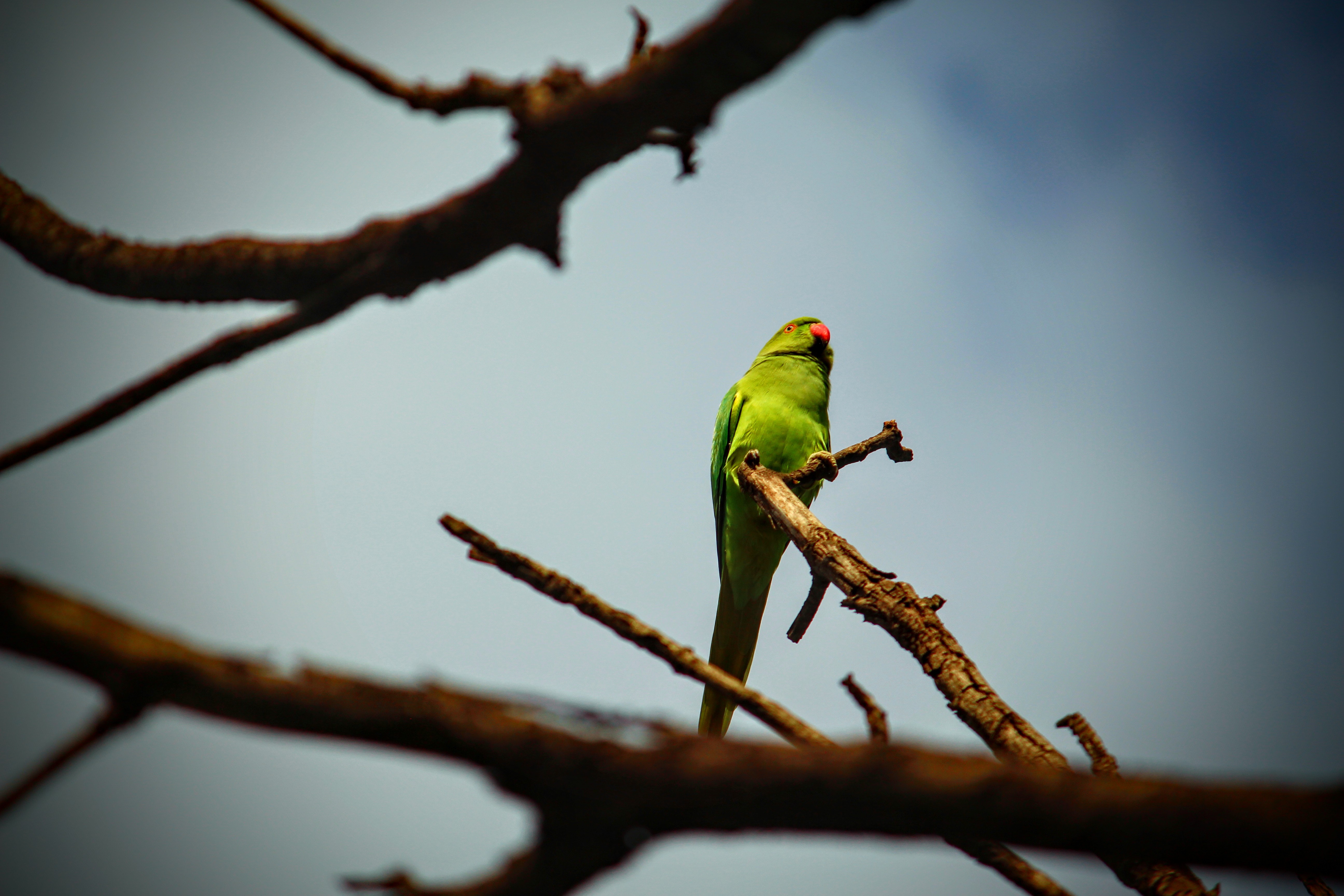 Budgie - 5184x3456 Wallpaper - teahub.io