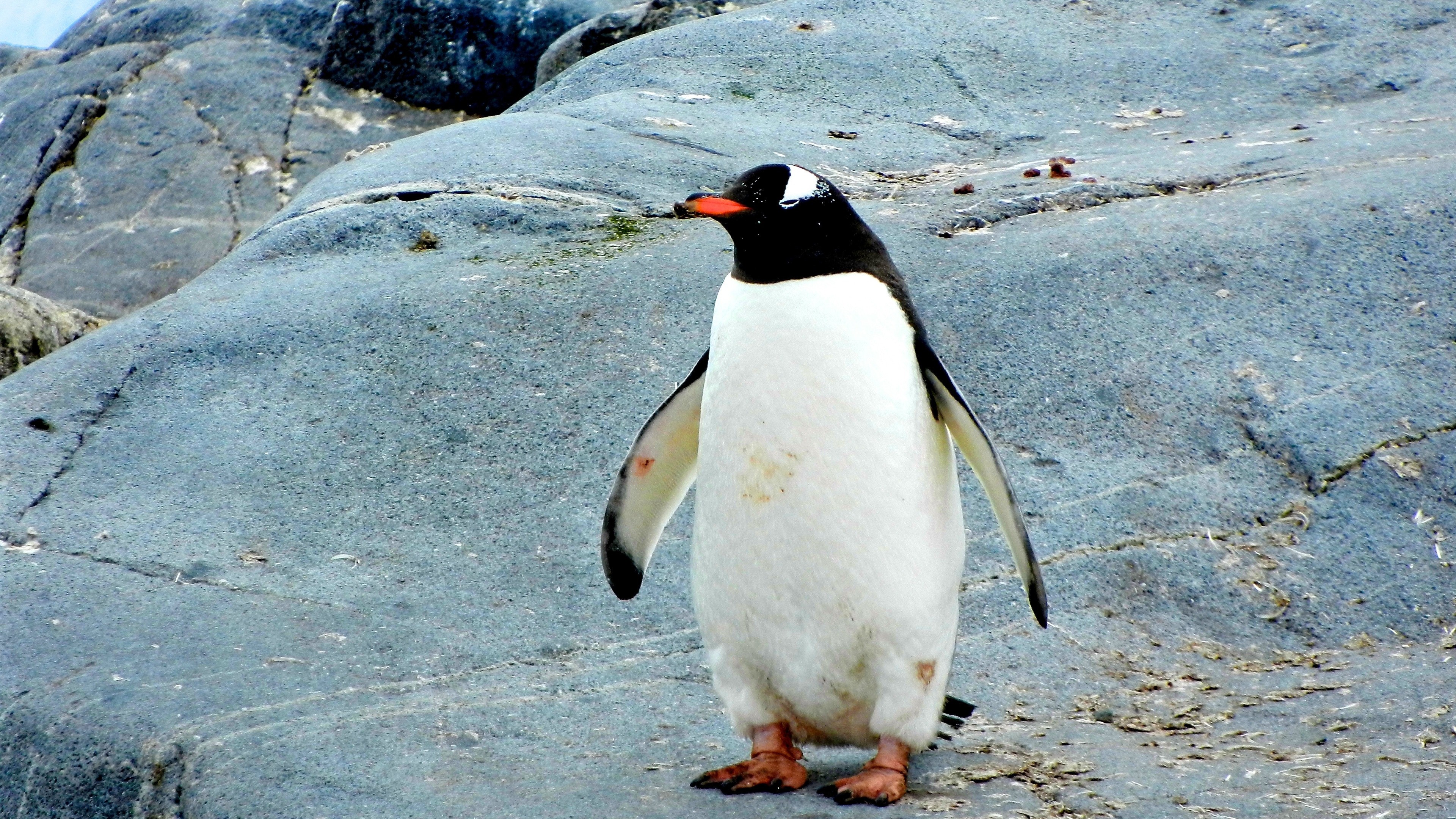 Aquatic Penguin Standing On Rock 4k Wallpaper - Penguin Bird - HD Wallpaper 