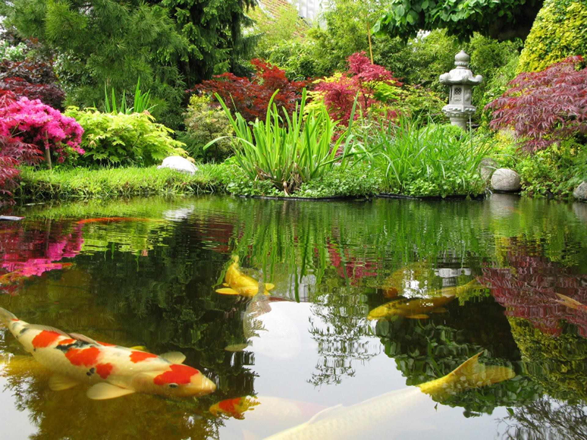 Koi Pond Wallpaper - Koi Carp In A Pond - 1920x1440 Wallpaper Koi Pond Wallpaper - Koi Carp In A Pond - 1920x1440 Wallpaper