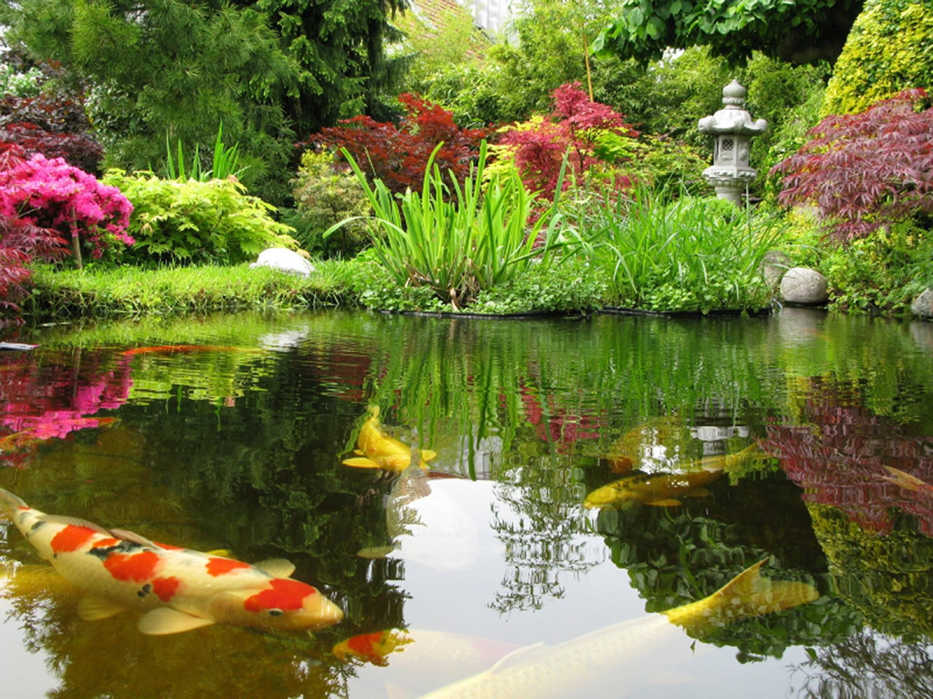 Koi Pond Wallpaper - Koi Carp In A Pond - HD Wallpaper 