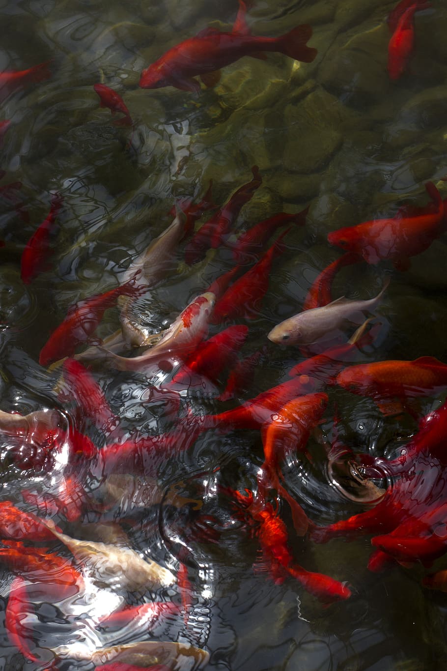 Koi, Carp, Fish, Pond, Water, Carp Swarm, China Wind, - Feeder Fish - HD Wallpaper 