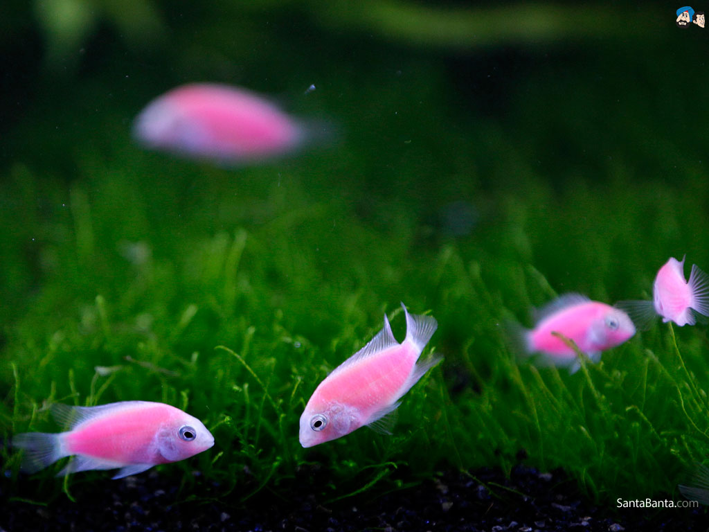 Aquatic - Photograph - HD Wallpaper 