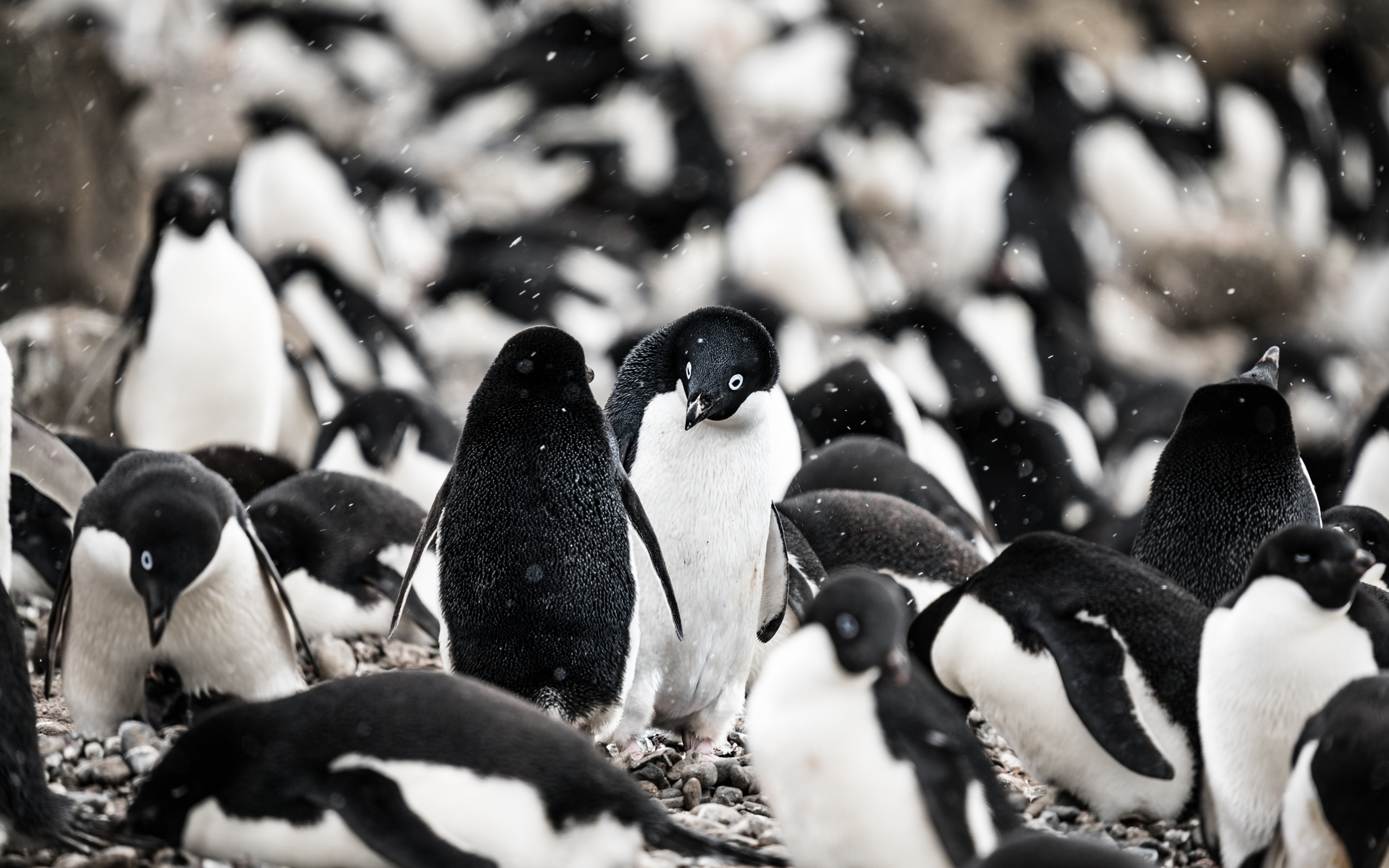 Penguin, Aquatic Life, Herd, Wallpaper - Penguin Black And White Wallpaper 4k - HD Wallpaper 