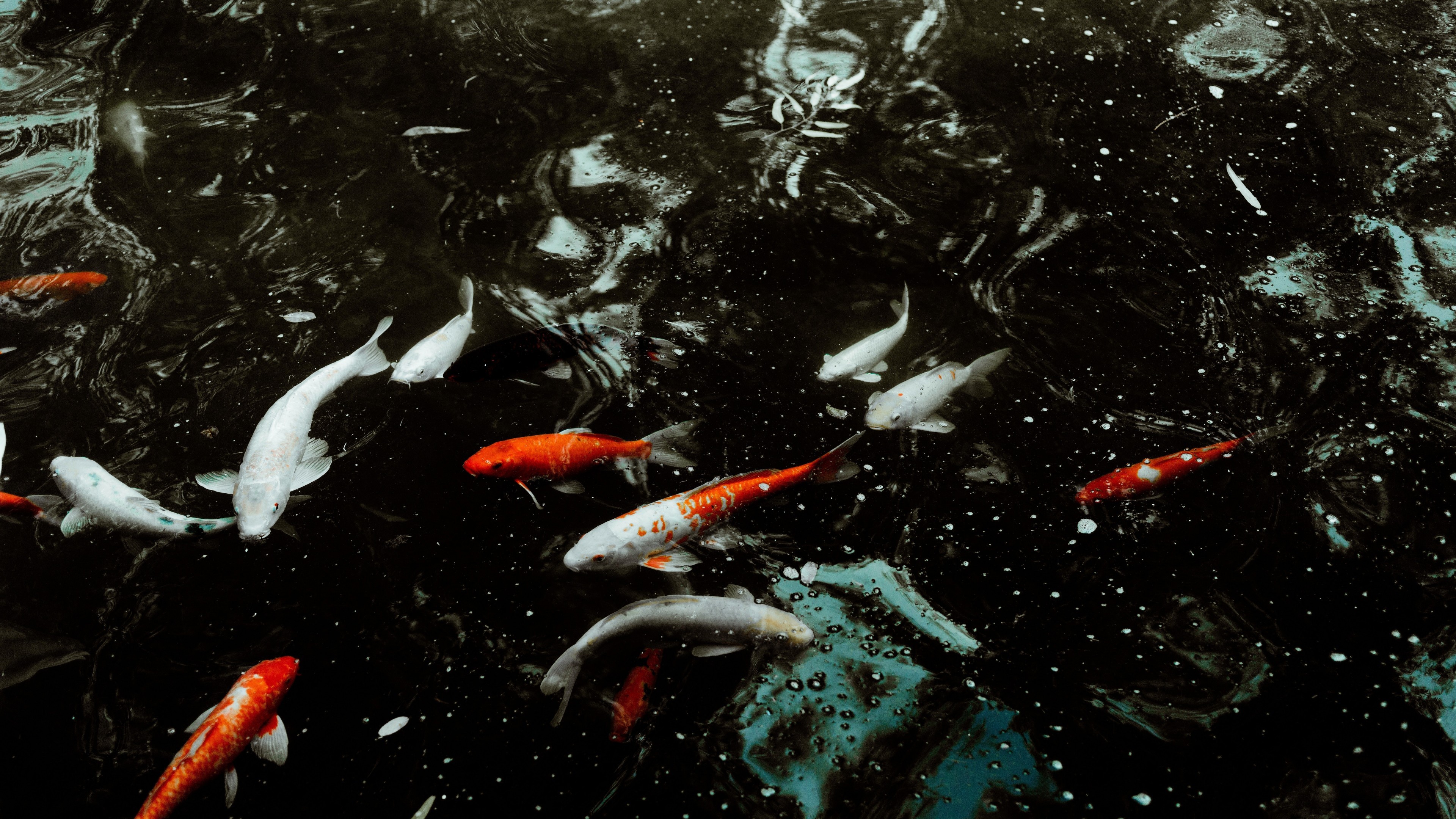 Fishes, Koi, Goldfish, Water - Koi Wallpaper 1080p ...