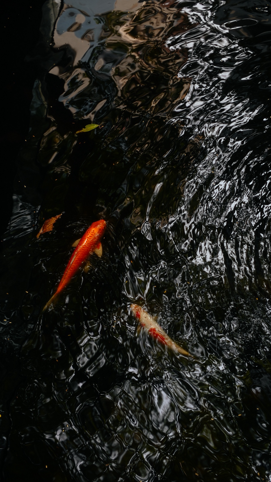Wallpaper Koi, Carps, Fish, Water, Ripples - Fish In Ripple Water - HD Wallpaper 